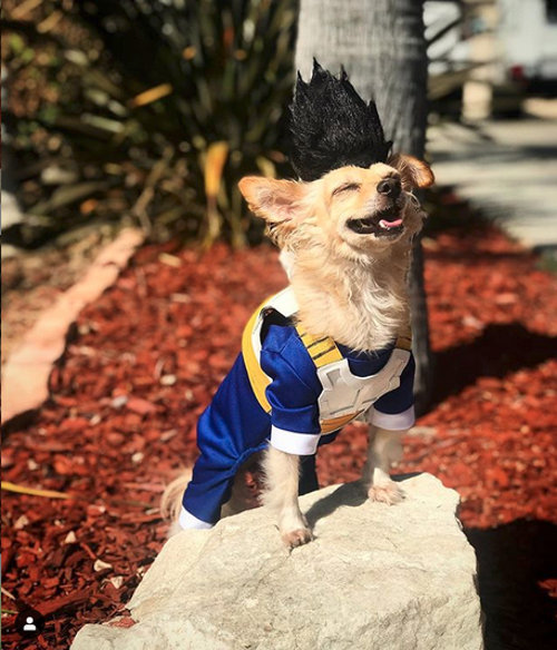 Este cosplay de Vegeta de Dragon Ball Z es muy canino