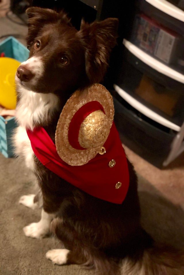 Este cosplay perruno de Monkey D. Luffy de One Piece te encantará