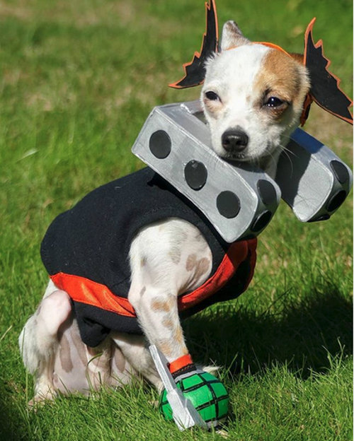 El único cosplay que hace adorable a Katsuki Bakugo de My Hero Academia