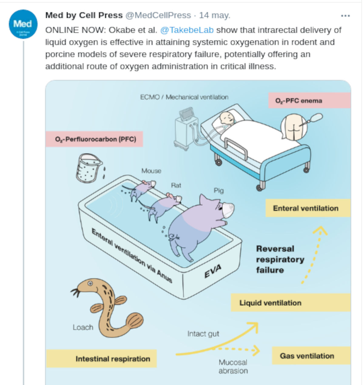 Suponen que Evangelion inspiró un avance científico